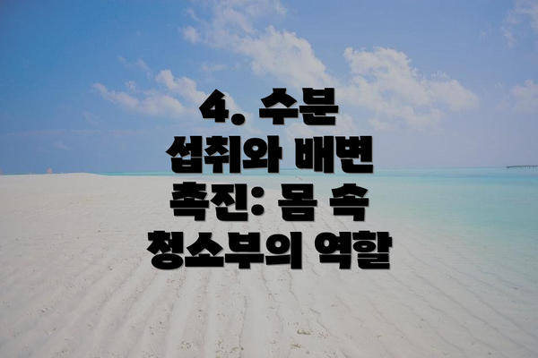 4. 수분 섭취와 배변 촉진: 몸 속 청소부의 역할