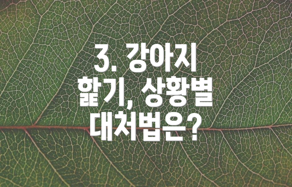 3. 강아지 핥기, 상황별 대처법은?