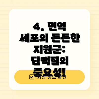 4. 면역 세포의 든든한 지원군: 단백질의 중요성!